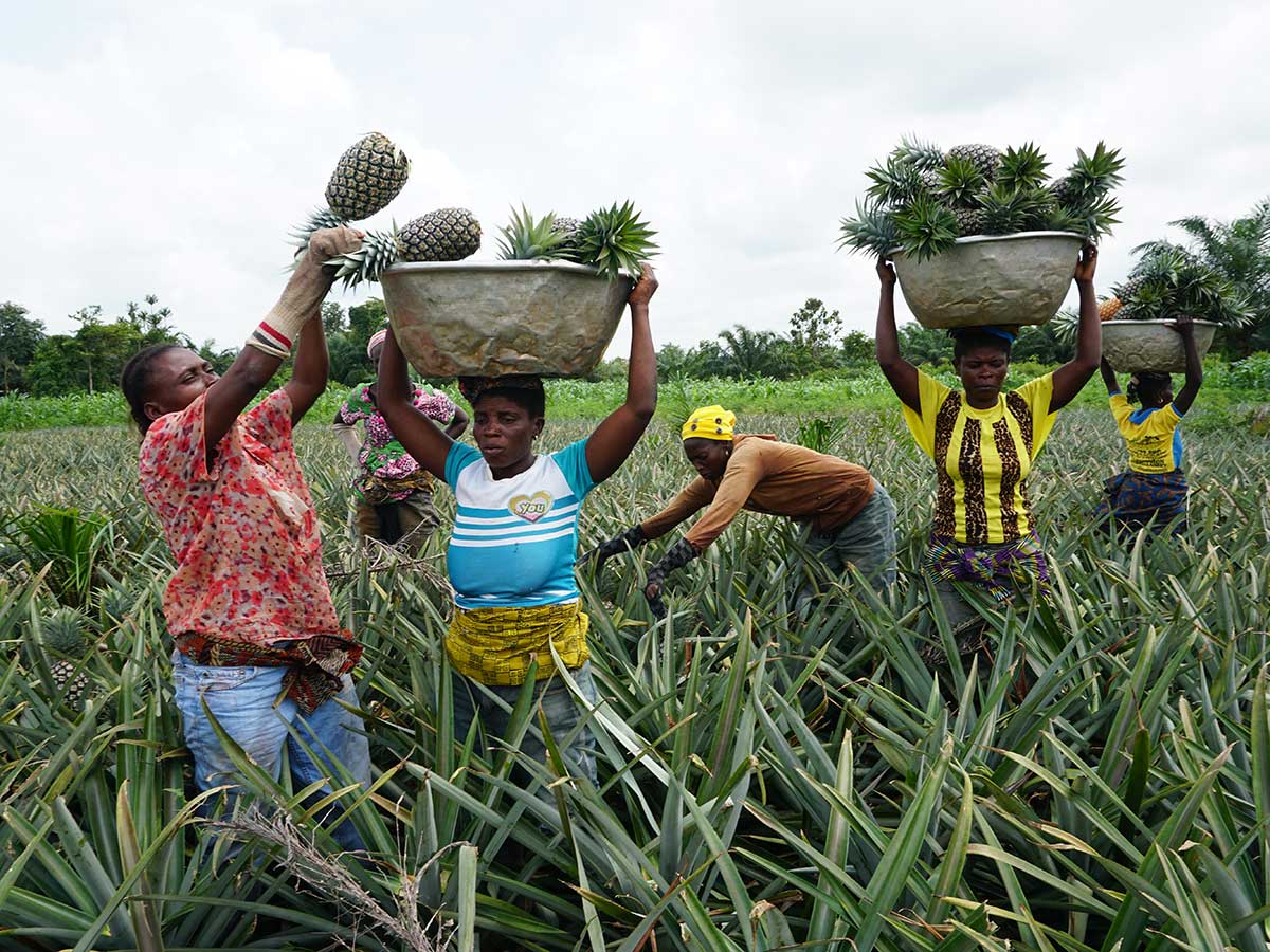 230039 - Bénin: Des conditions équitables pour la production d’ananas en Afrique de l’Ouest