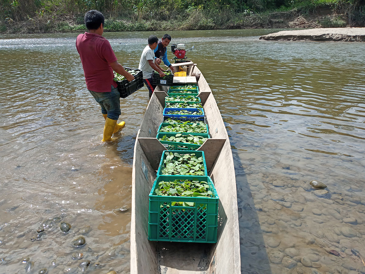 240008 - Ecuador: migliorare la sicurezza alimentare, rafforzare l'identità del popolo indigeno Shuar